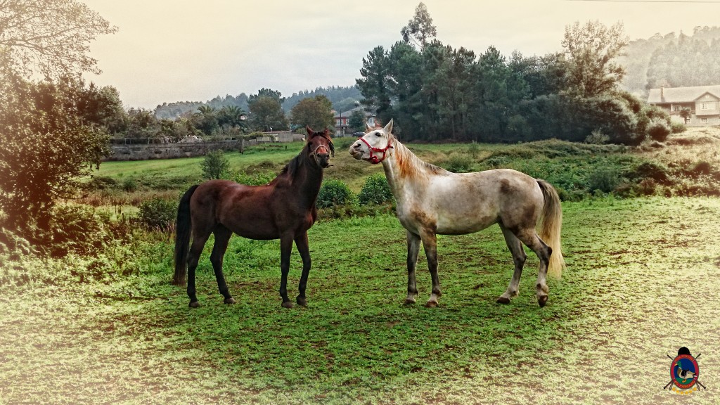Os Parrulos_caballos_hípica La Coruña_009